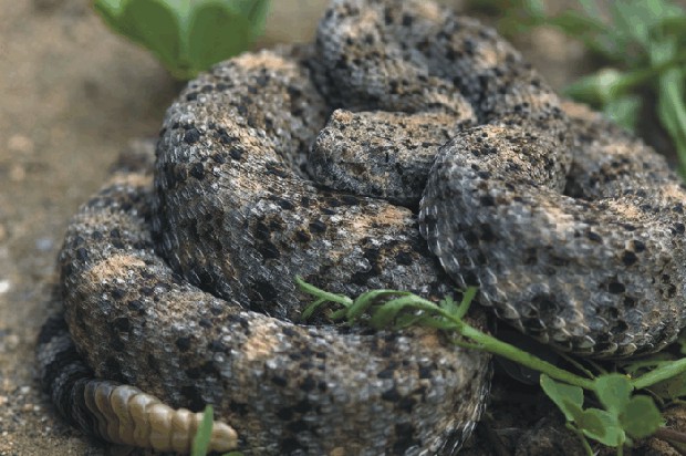 Crotalus mitchellii Bild01